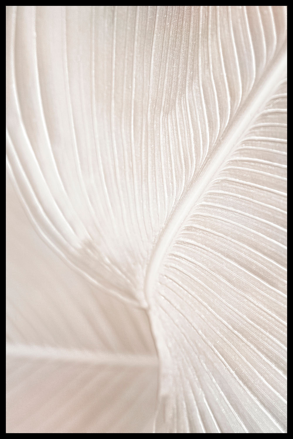 Постер Светло-Бежевые Листья