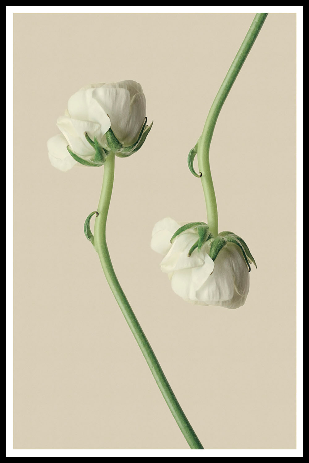 Постер Белые Цветы