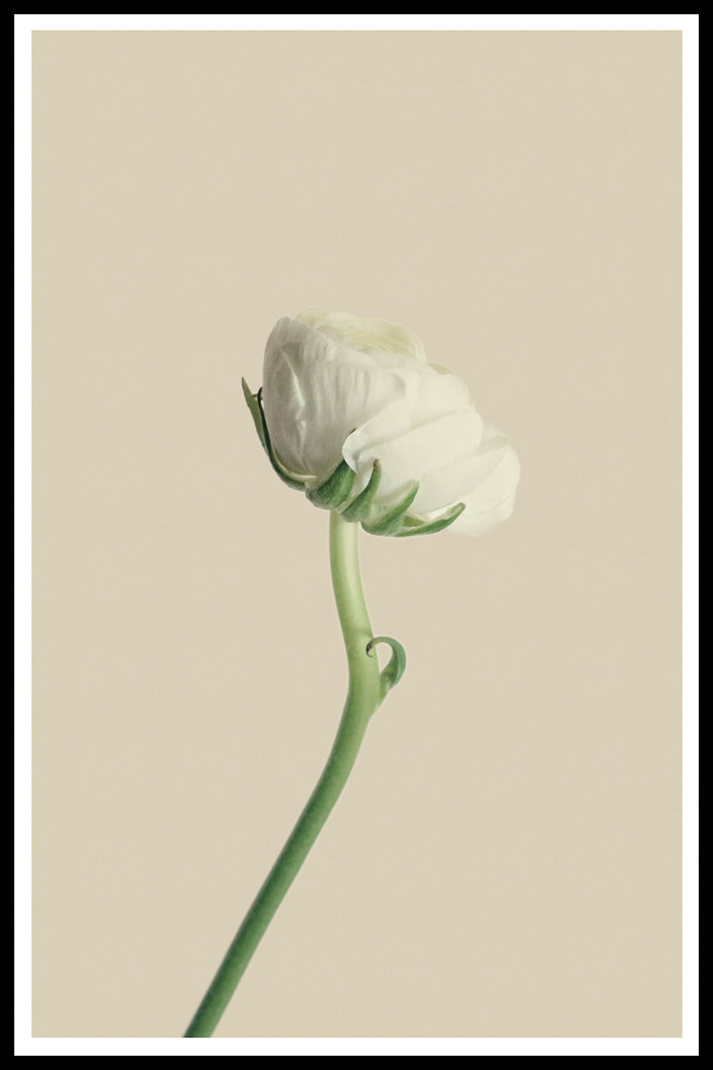 Постер Белый Цветок на Бежевом