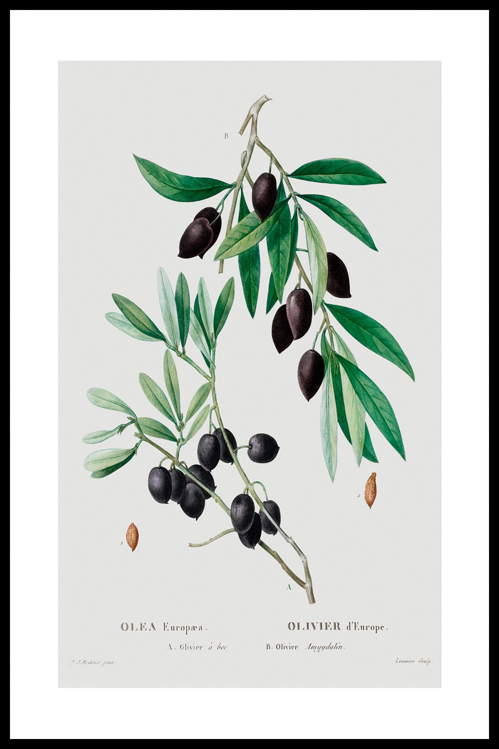 Постер Оливковая Ветвь