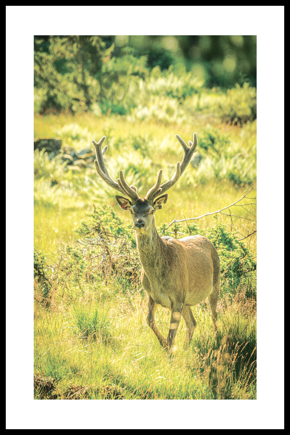 Постер Олень в Траве