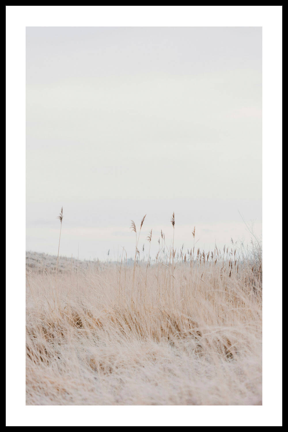 Постер Сухие Колосья