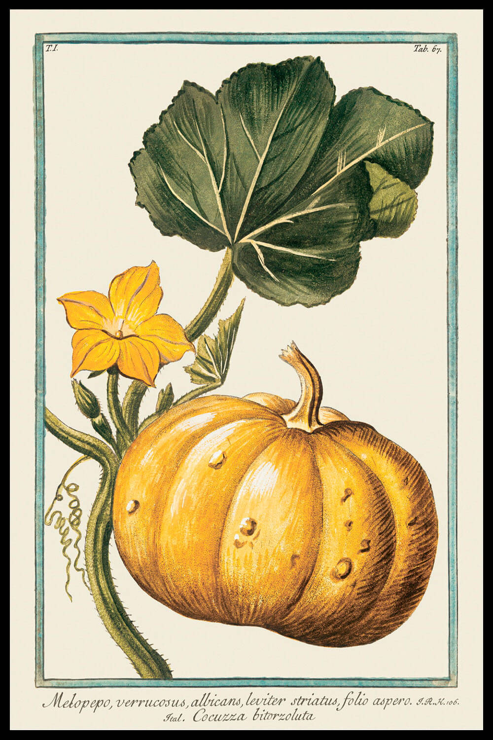 Постер Тыква