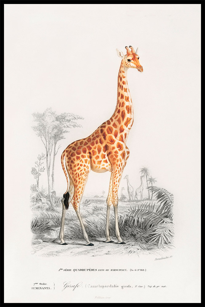 Постер Giraffe