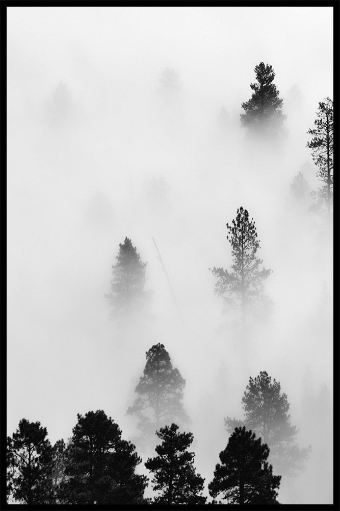 Постер Лес в Тумане №1