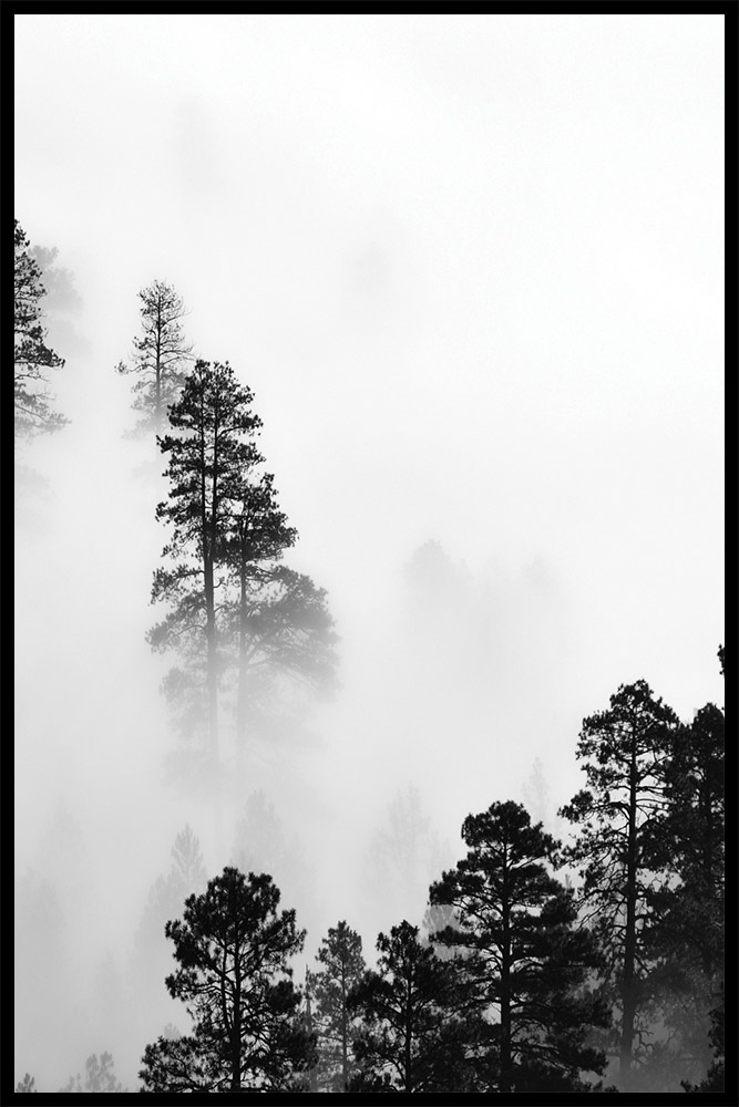 Постер Лес в Тумане №2