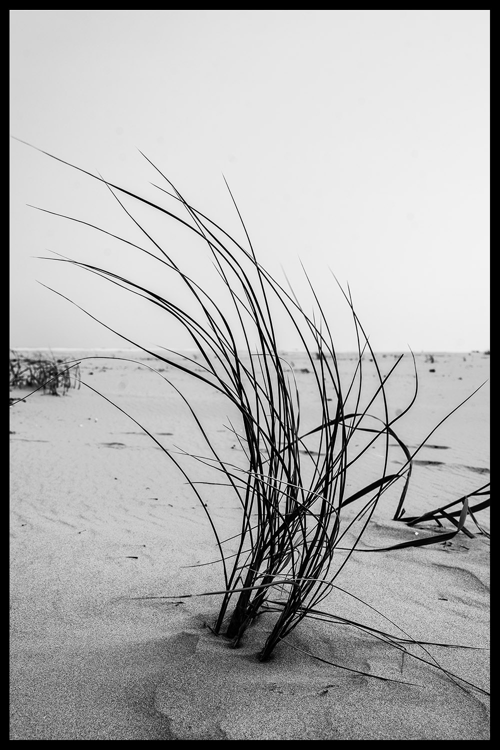 Постер Трава На Ветру