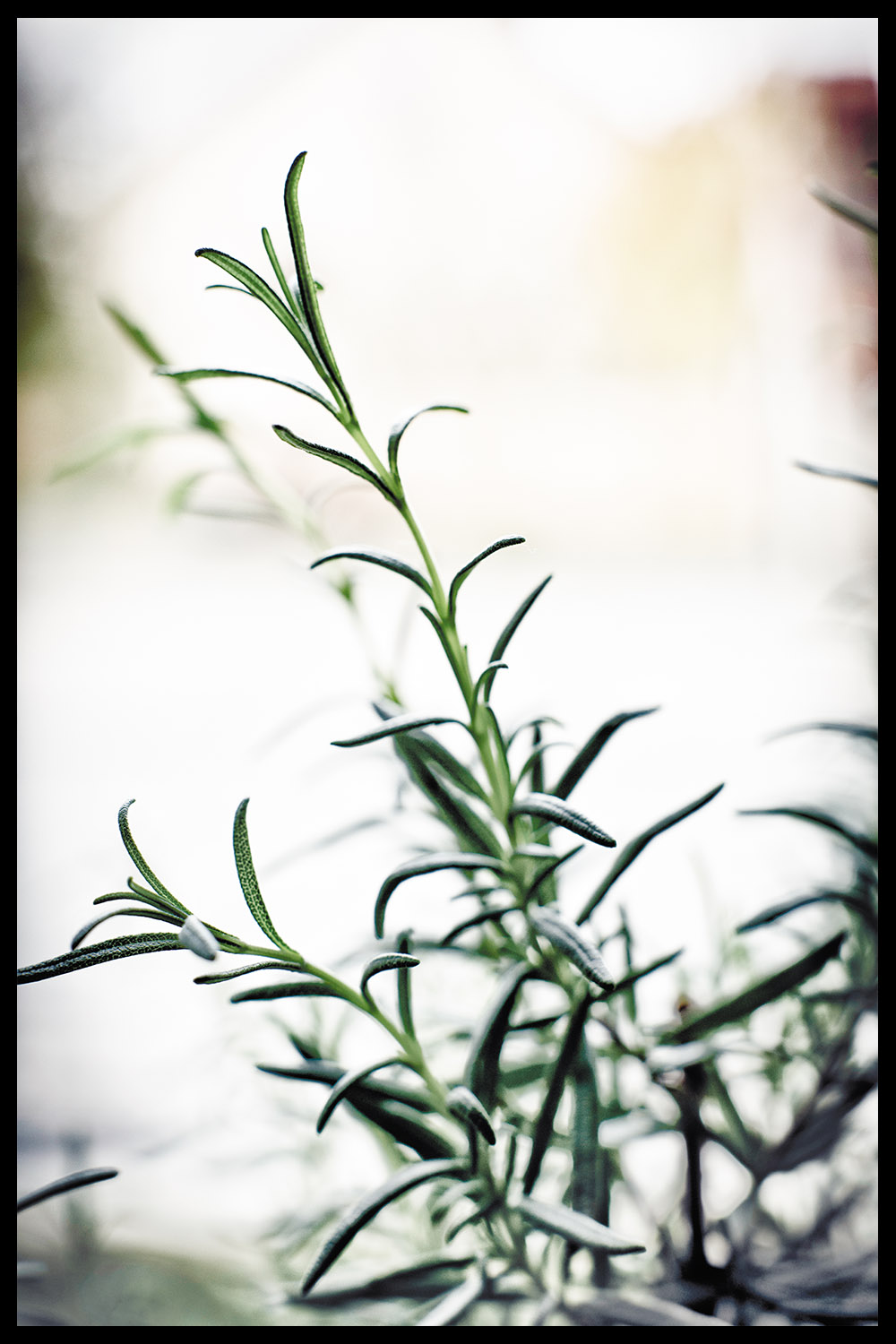 Постер Растение