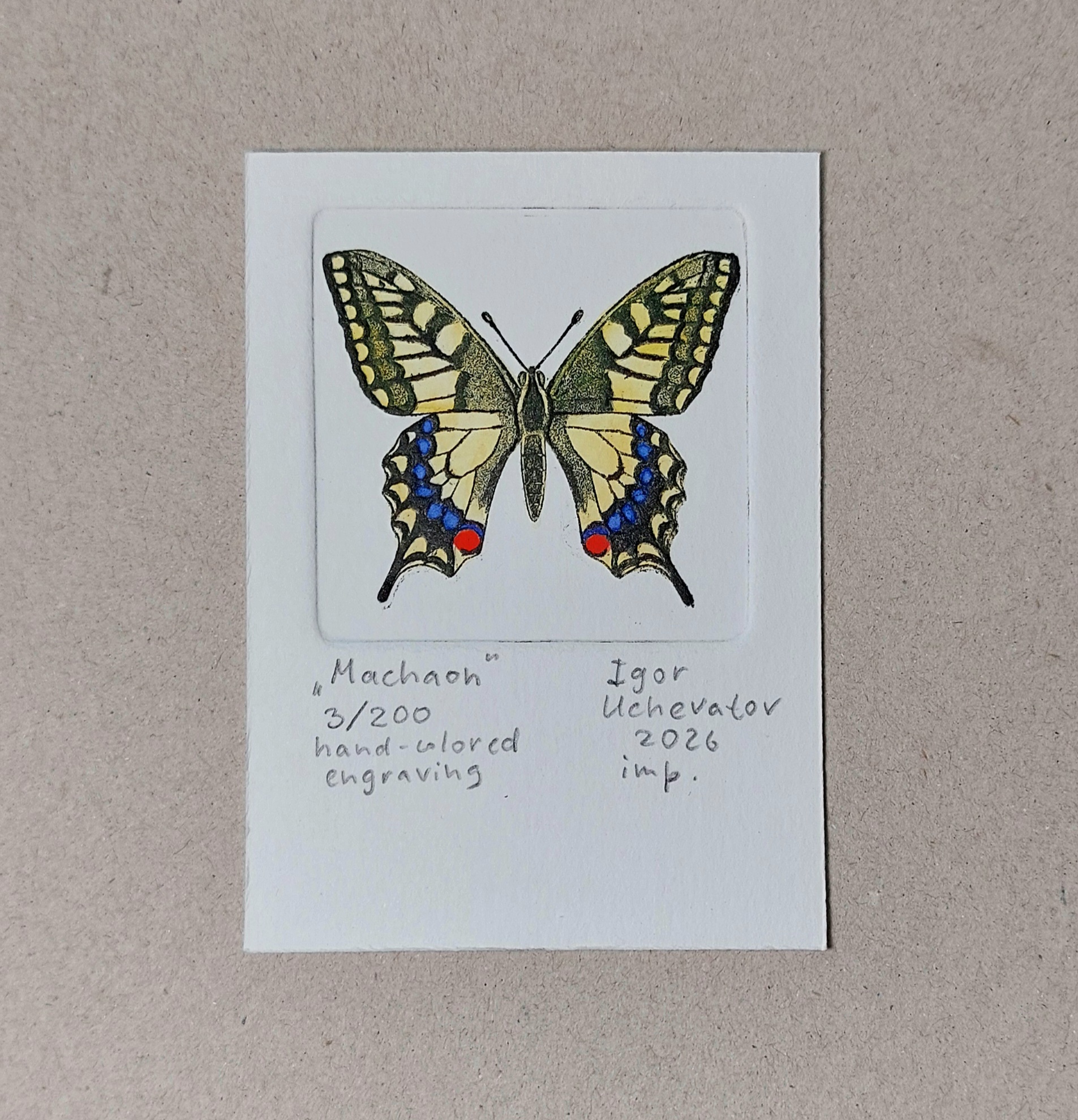 "Machaon" hand-colored intaglio print