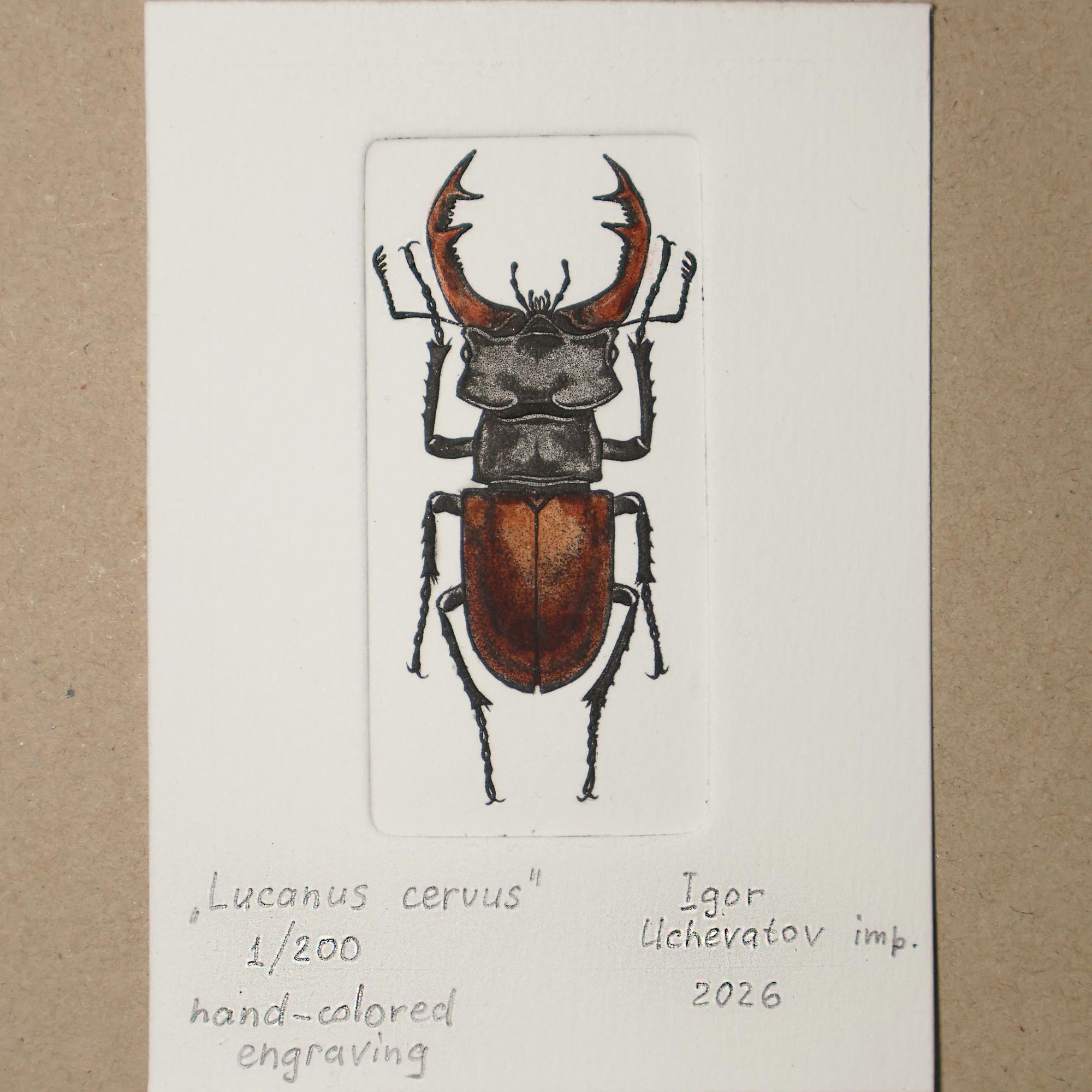 "Stag beetle" hand-colored intaglio print
