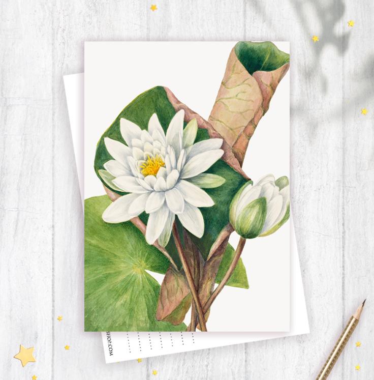 Открытка "Кувшинки"