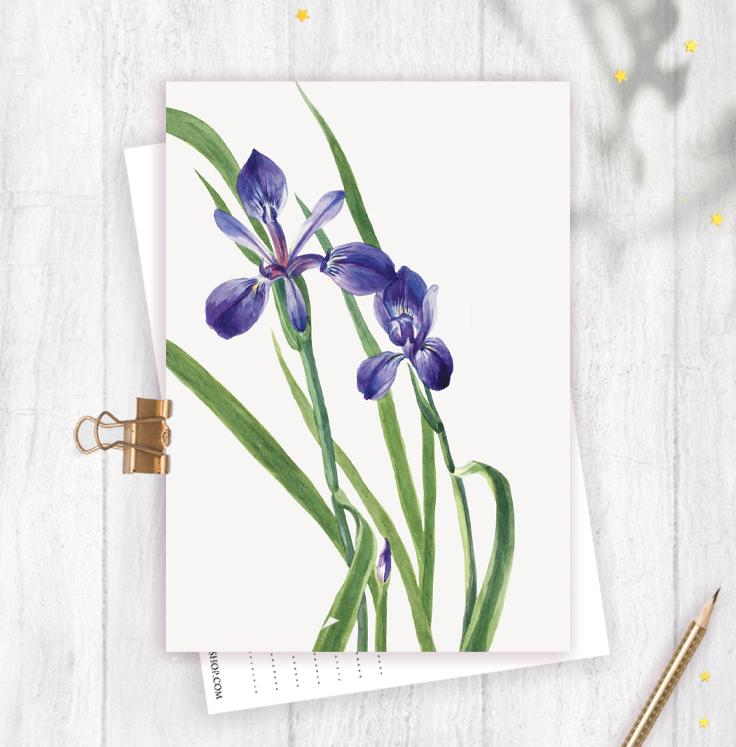 Открытка "Ирисы"