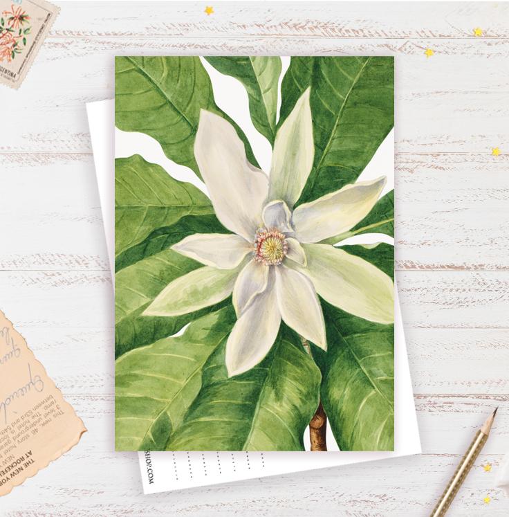Открытка "Магнолия"
