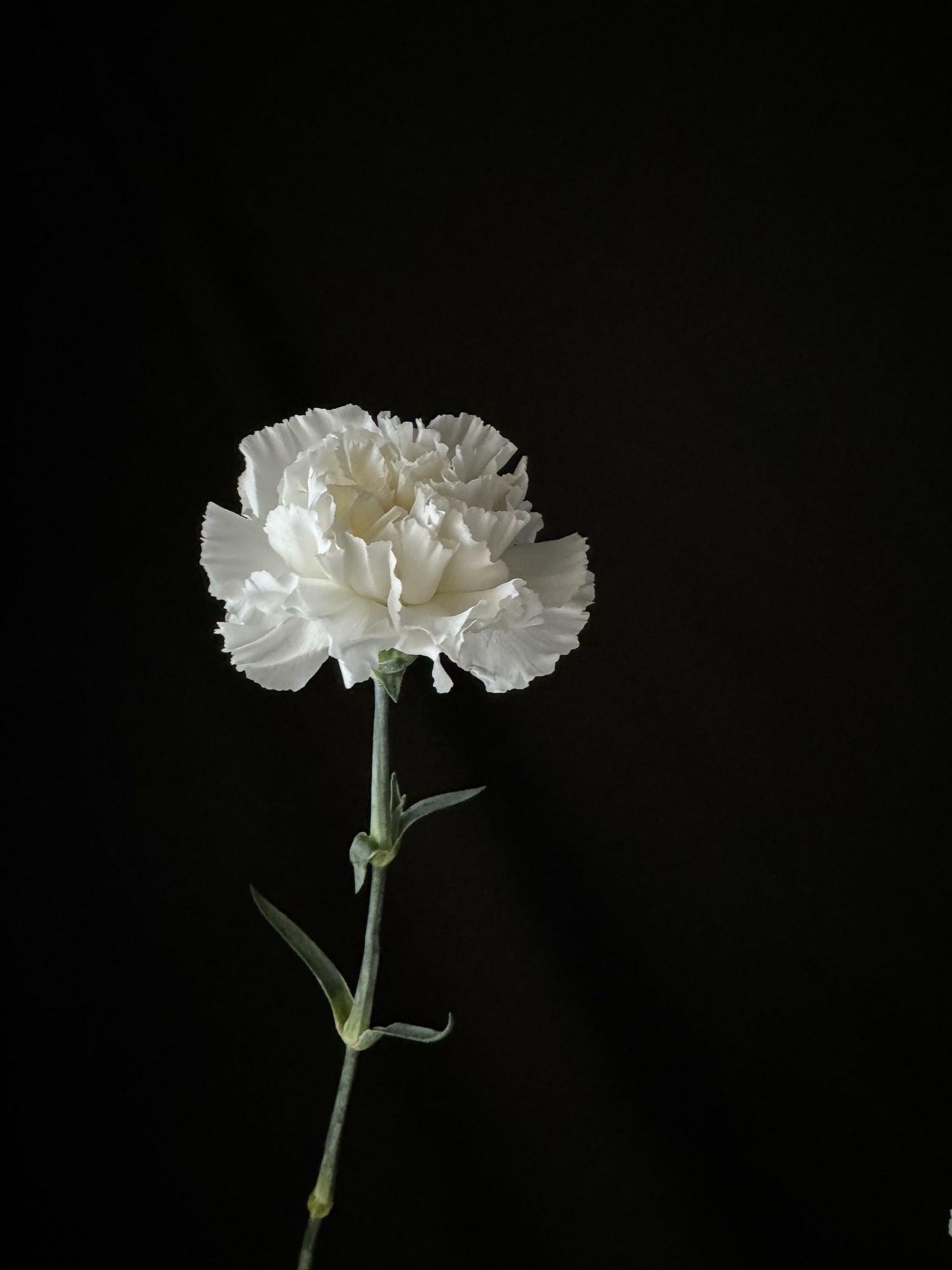 Цветы 253