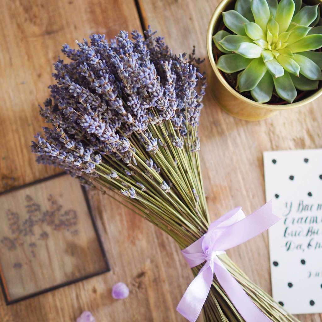 итальянский лавандин