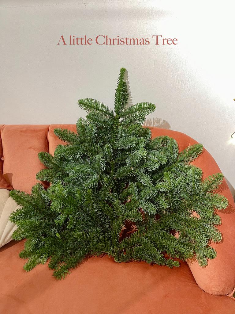 ветки хвои по штучно