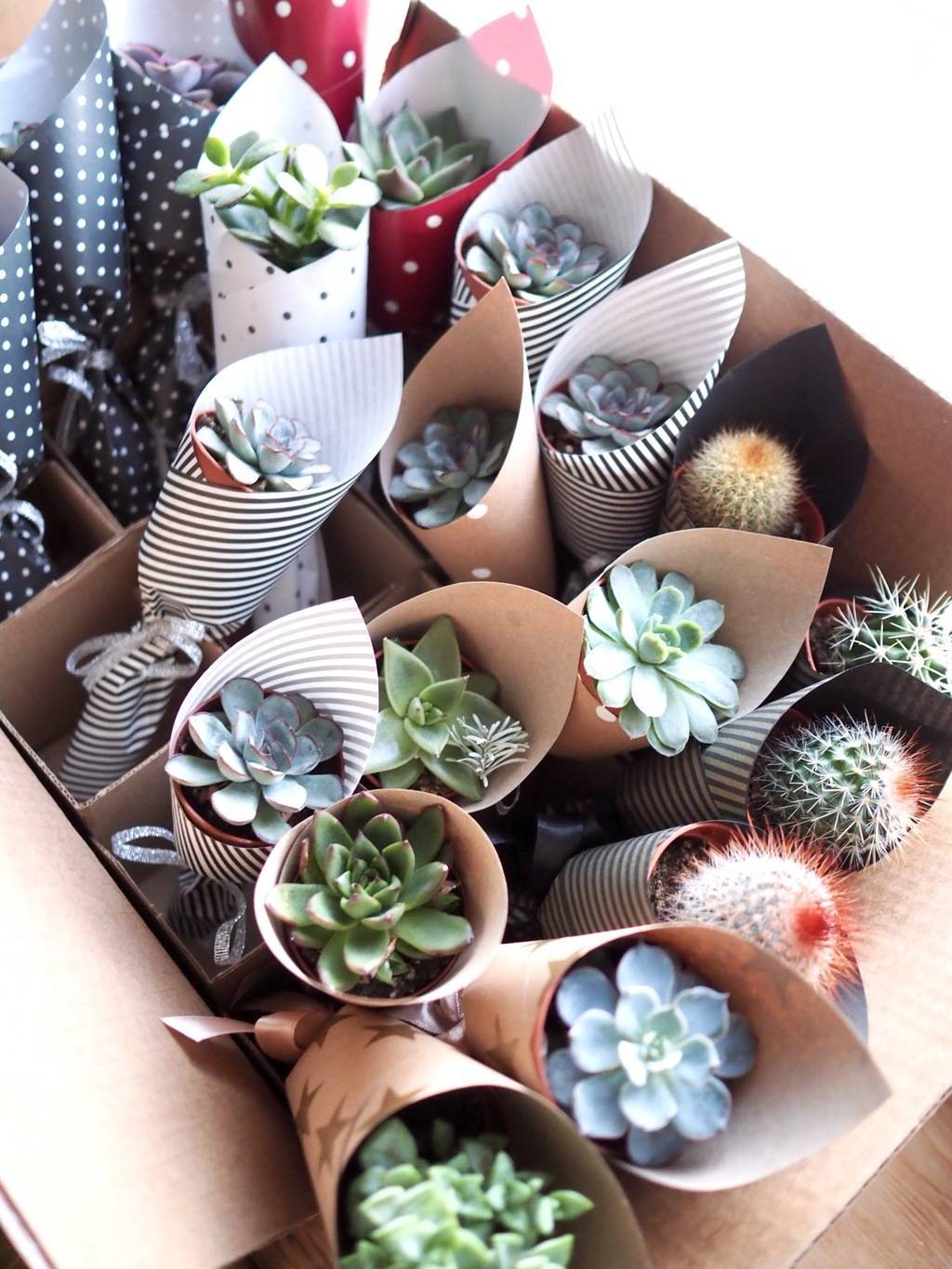 суккуленты и кактусы