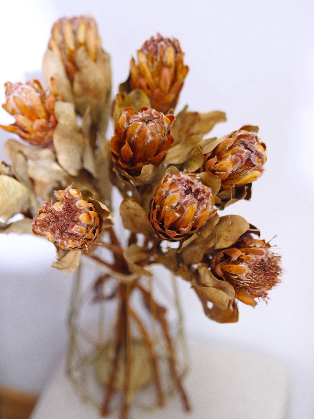 Протея мими