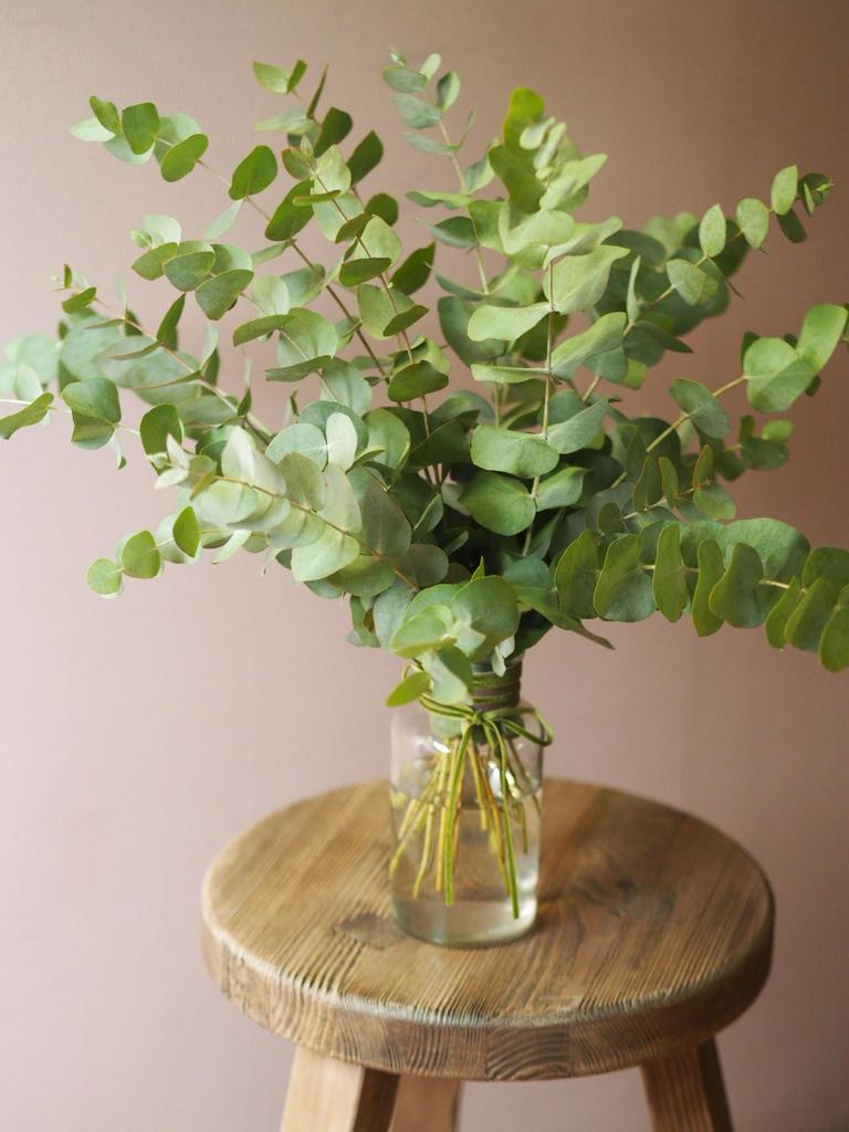 Эвкалипт lafleurdecor.ru