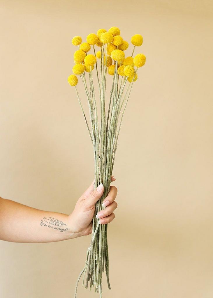 Сухоцвет краспедии желтой в интерьер