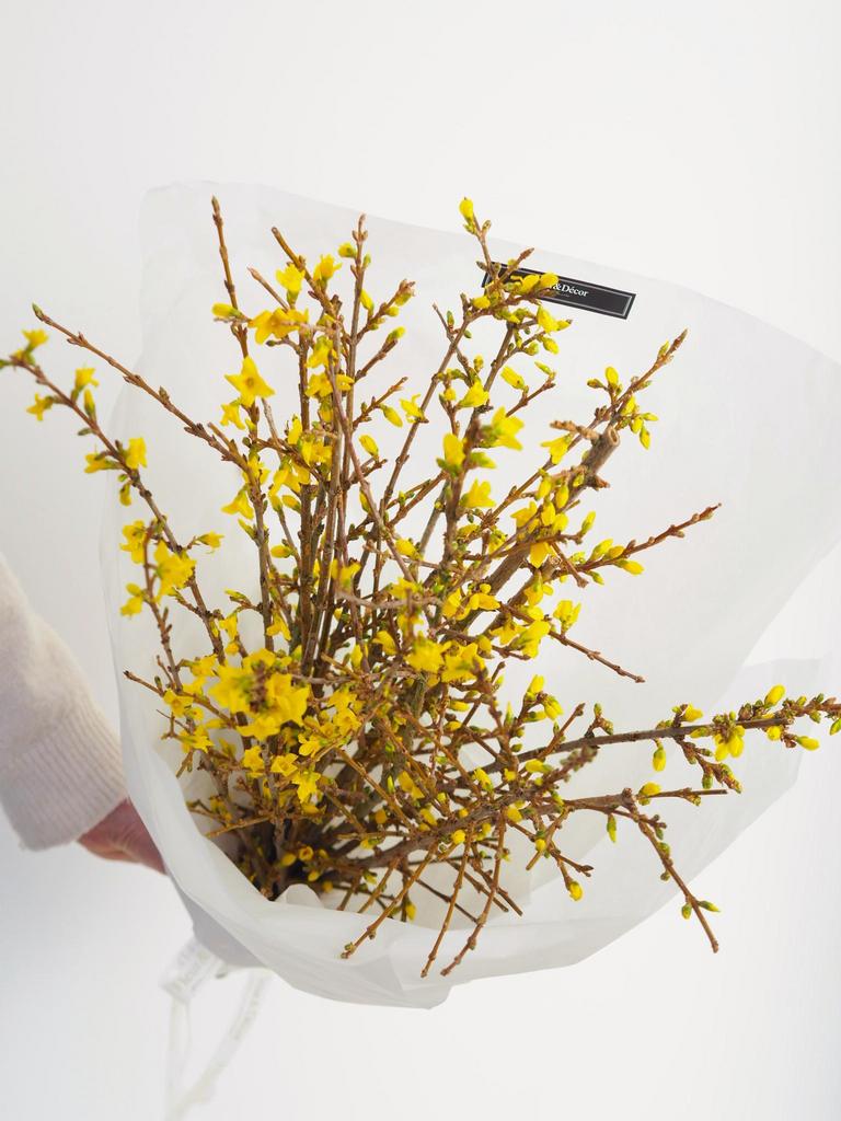 Цветущие ветки форзиции