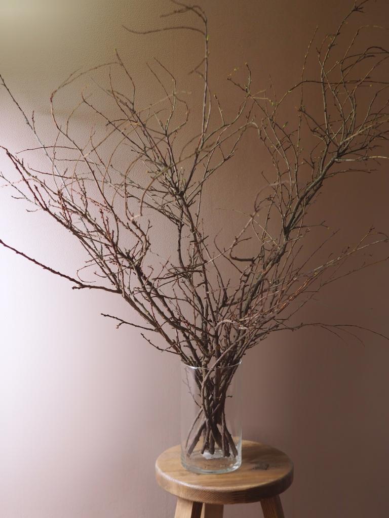 Ветки алычи сухоцвет