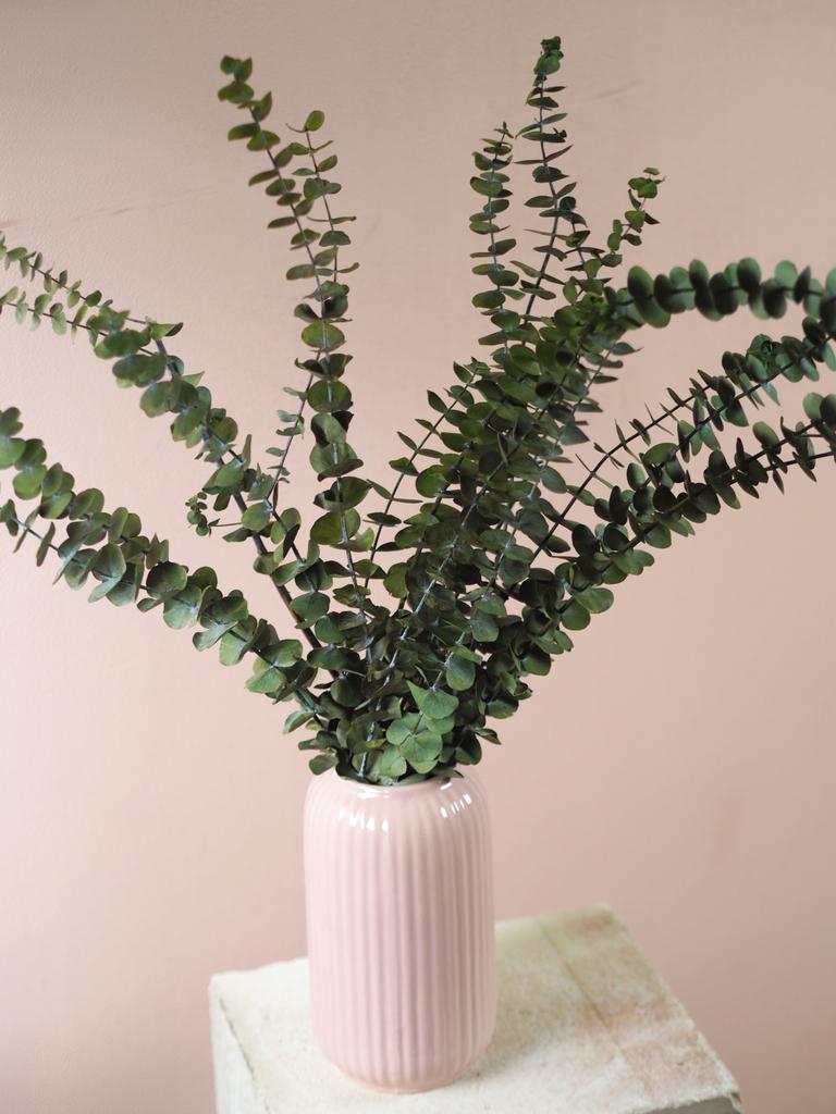 Эвкалипт (бэби блю) стабилизированный