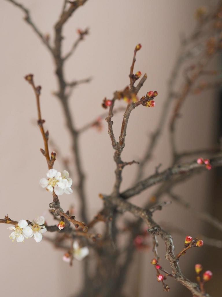 Ветки абрикоса