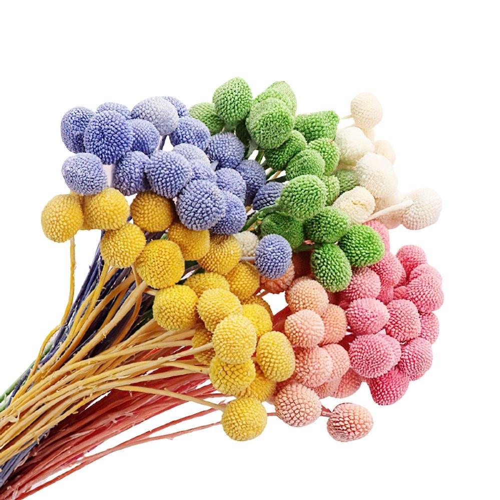 Стабилизированная краспедия