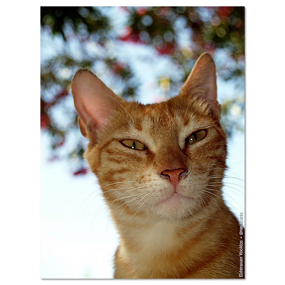 Mr Aspio