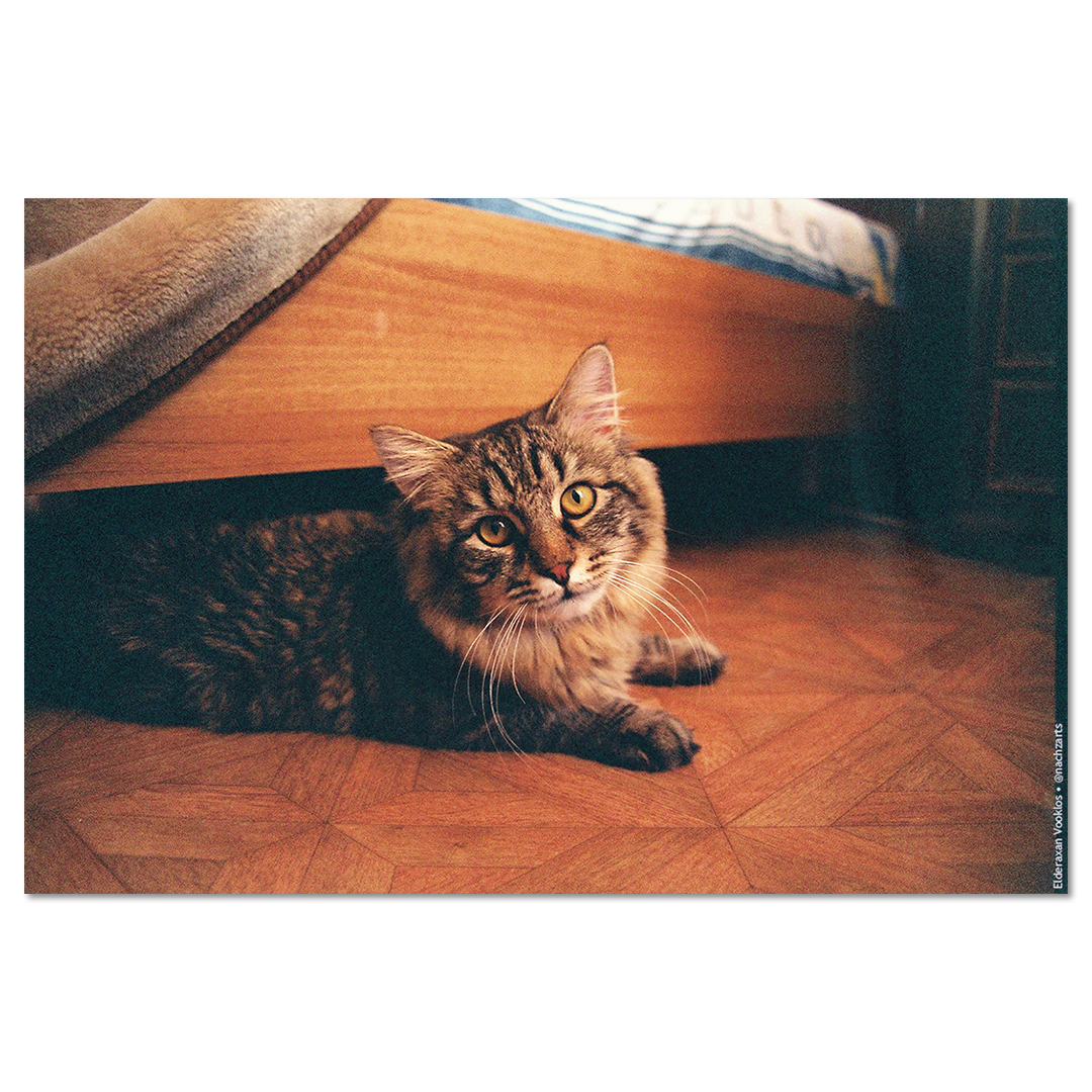 Абигайл