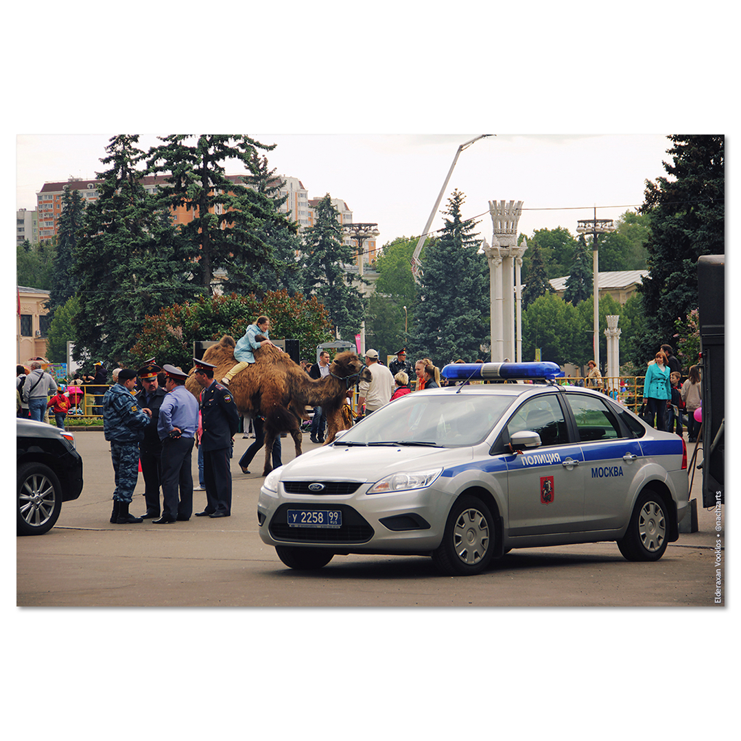 Верблюда в комнате не видят