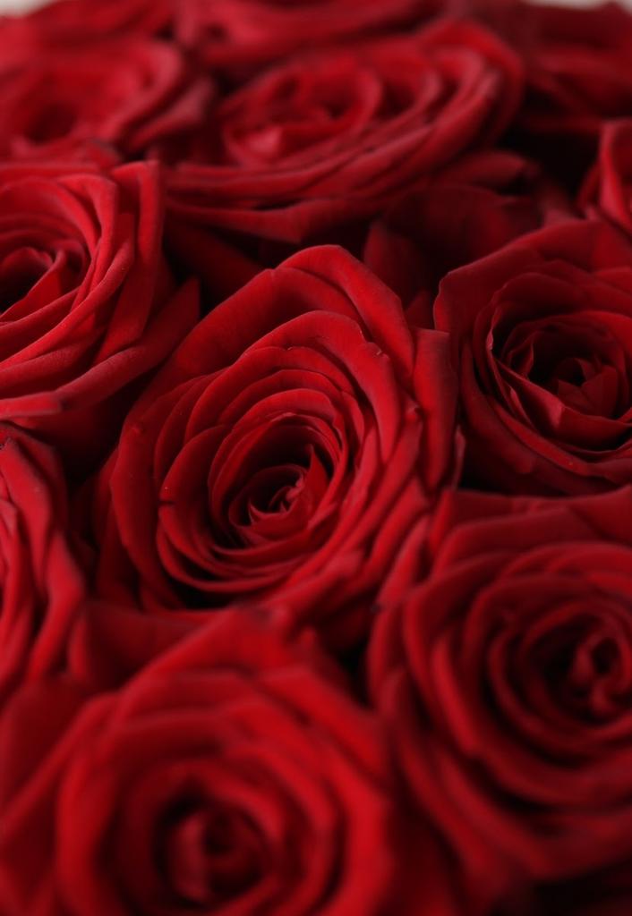 101 роза ред наоми