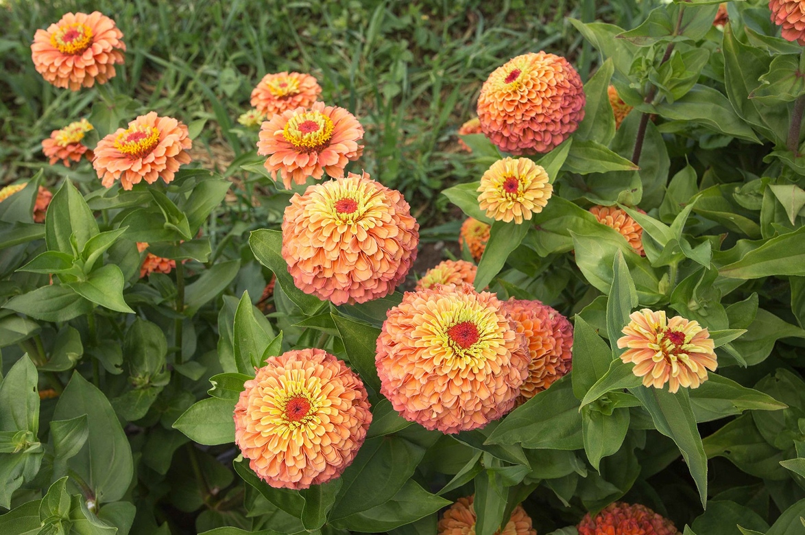 Zinnia Queen Lime Orange