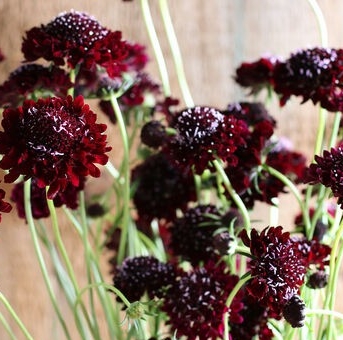 Скабиоза Блэк Найт (scabiosa atropurpurea Black Knight)