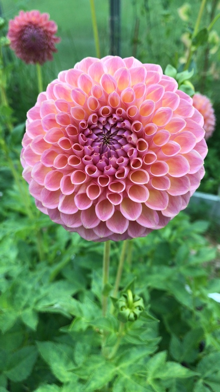 Георгин Jowey Winie (предзаказ)