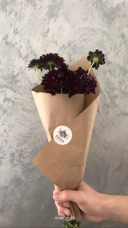 Скабиоза черная