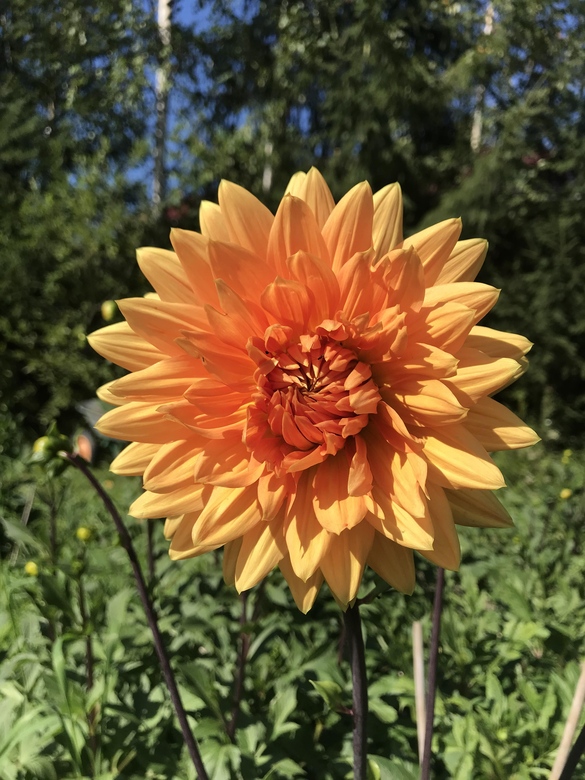 Георгин Оранжевый Лотос