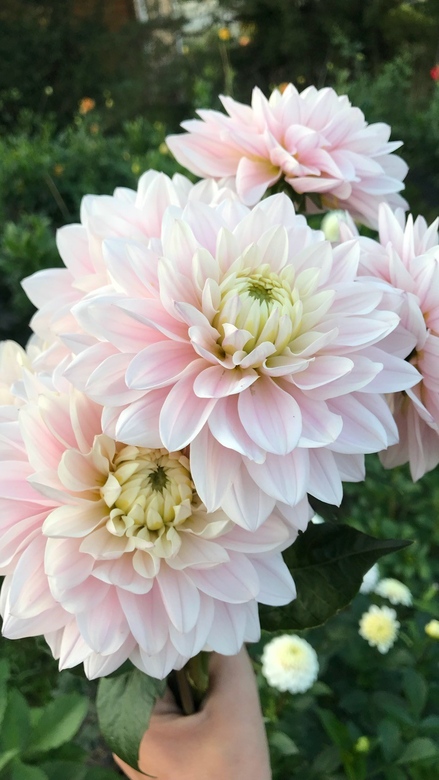 Георгин Сильвер Еас