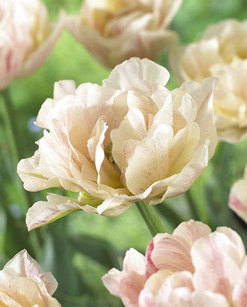 Тюльпан Силк Роуд