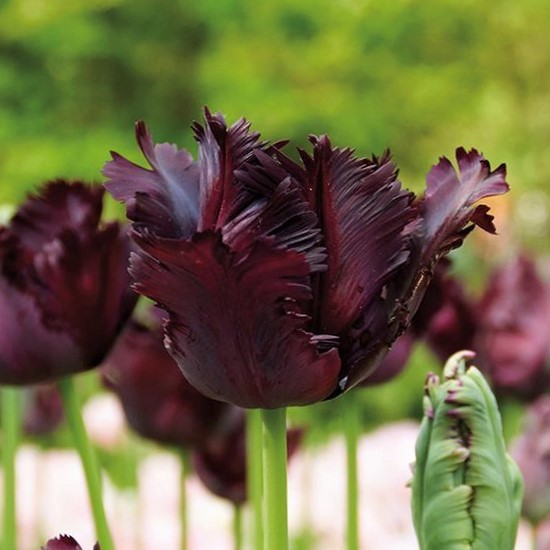 Тюльпан Блэк Пэррот