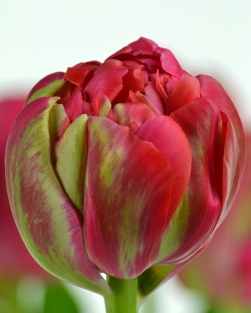 Тюльпан Реноун Юник