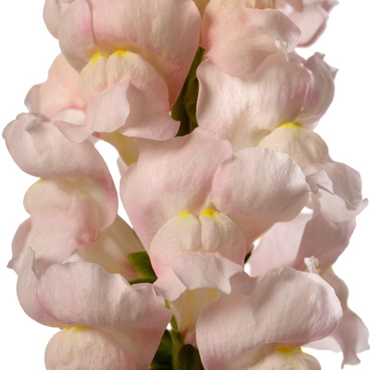 Snapdragon Costa Silver F1