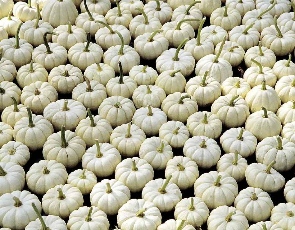 CUCURBITA BABY BOO