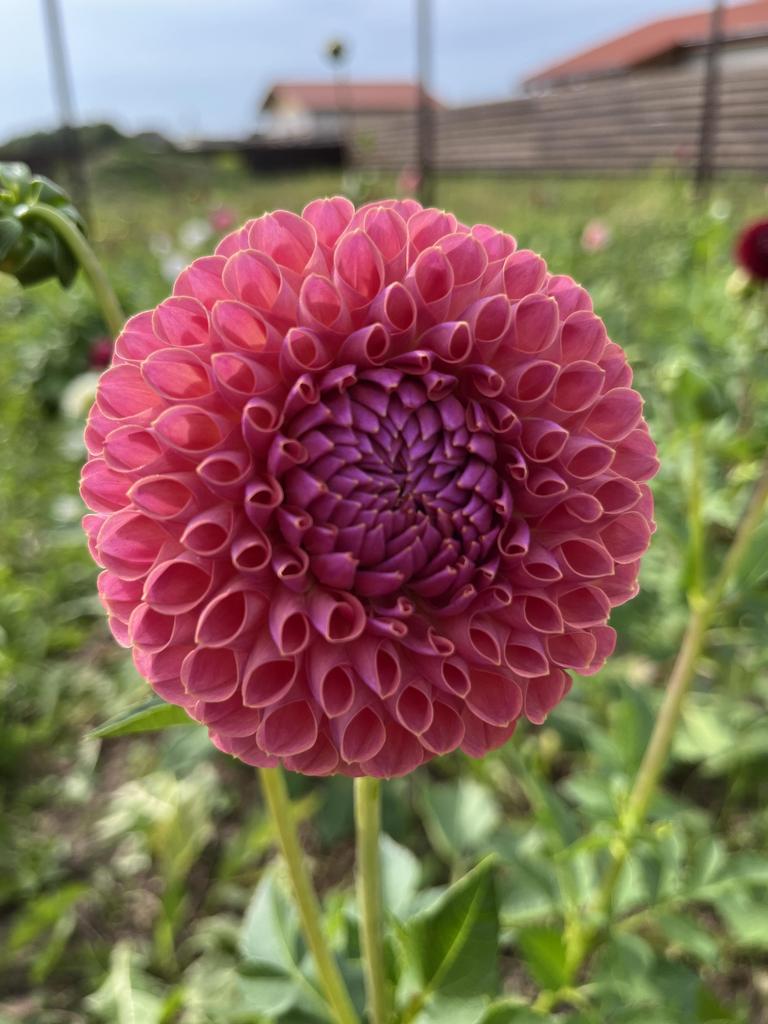 Георгина Jowey Winnie