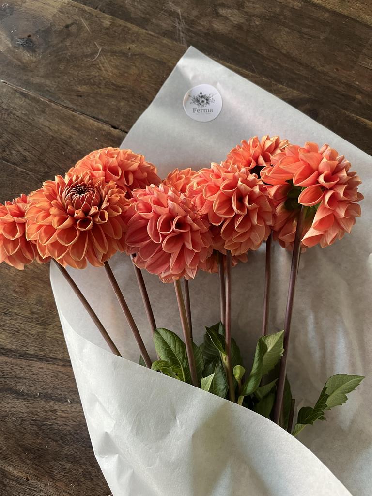 Георгина Cornel Bronze