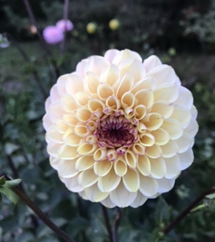 Георгина Wine eyed jill