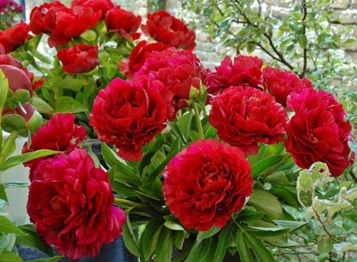 Пион РЕД САРА БЕРНАР