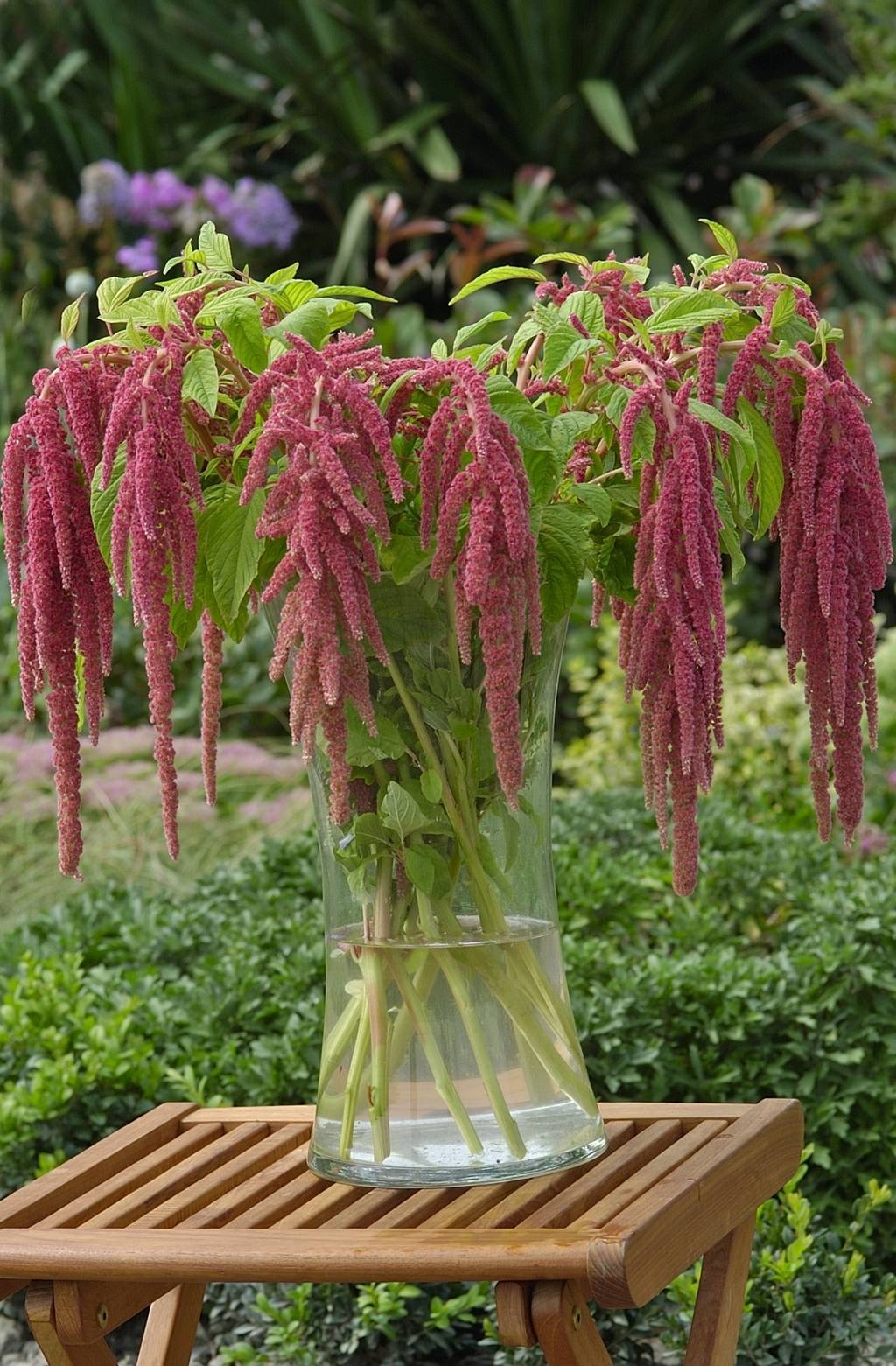 AMARANTHUS CORAL FOUNTAIN