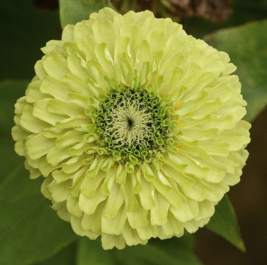 Цинния Квин Лайм (zinnia elegans queen lime)